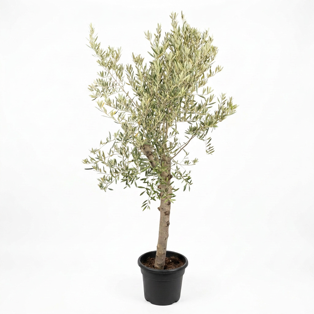 OLEA EUROPIA 150L / 50-60CM