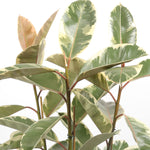 Ficus Elastica Tineke فيكوس إيلاستيكا تينيكي