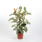 Ficus Elastica Tineke فيكوس إيلاستيكا تينيكي