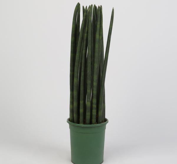 Sanseveria green سانسيفيريا جرين