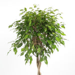 Ficus Benjamina Exotica فيكوس بينجامينا إكزوتيكا