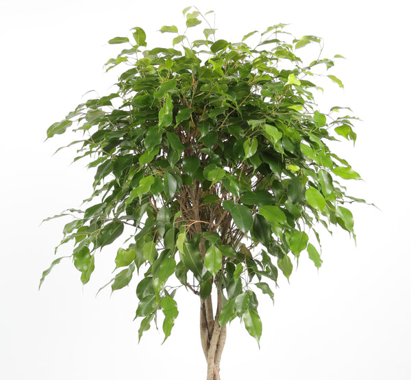 Ficus Benjamina Exotica فيكوس بينجامينا إكزوتيكا