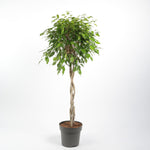 Ficus Benjamina Exotica فيكوس بينجامينا إكزوتيكا