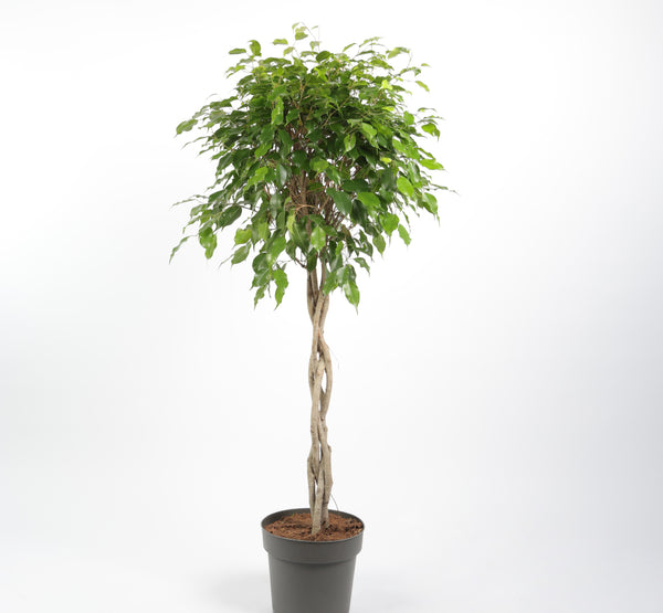 Ficus Benjamina Exotica فيكوس بينجامينا إكزوتيكا