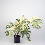 Monstera variegated