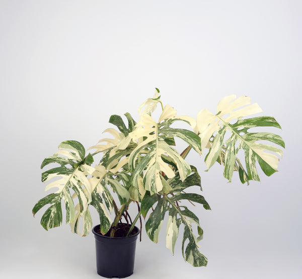 Monstera variegated