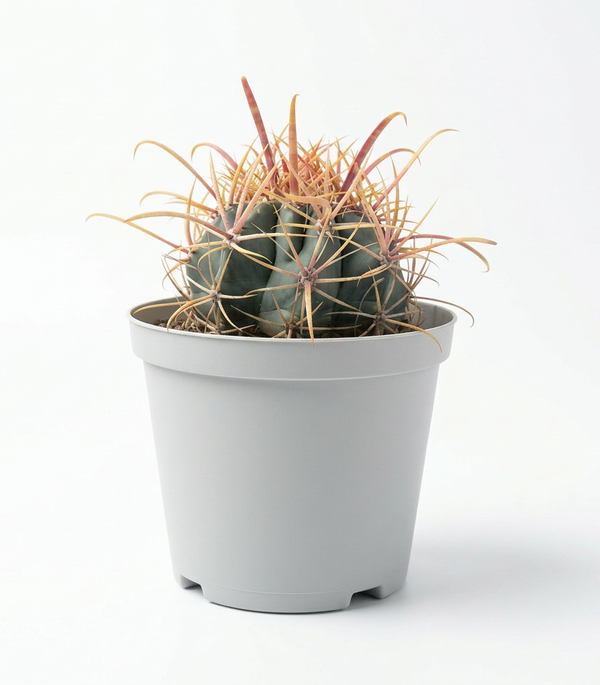 Kakteen Haage  5 cm pots -9 cms height