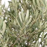 OLIVE BONSAI 500L