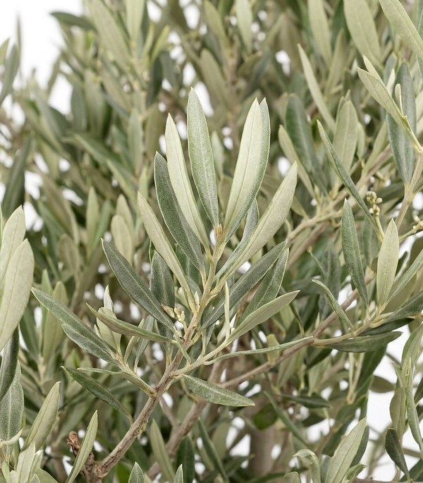 OLIVE BONSAI 500L