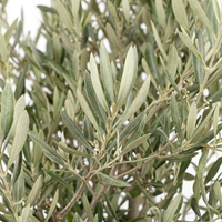 OLIVE BONSAI 500L