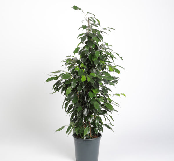 Ficus Benjamina Danielle فيكوس بينجامينا دانييل