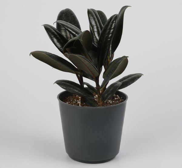 Ficus Elastica Robusta فيكس إليستيكَا روبوستا