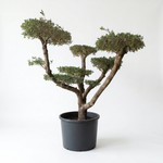 OLIVE BONSAI 500L