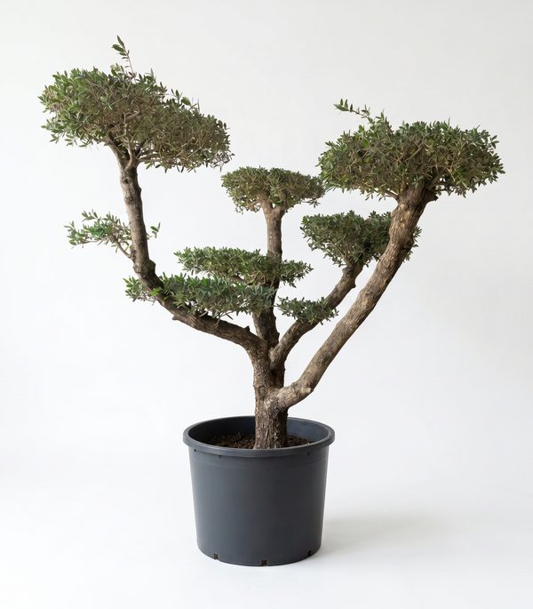 OLIVE BONSAI 500L
