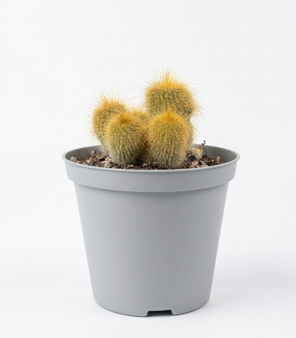Parodia lenninghausii  5 cm pots -9 cms height