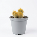 Parodia lenninghausii  5 cm pots -9 cms height