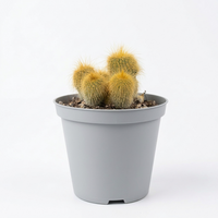 Parodia lenninghausii  5 cm pots -9 cms height
