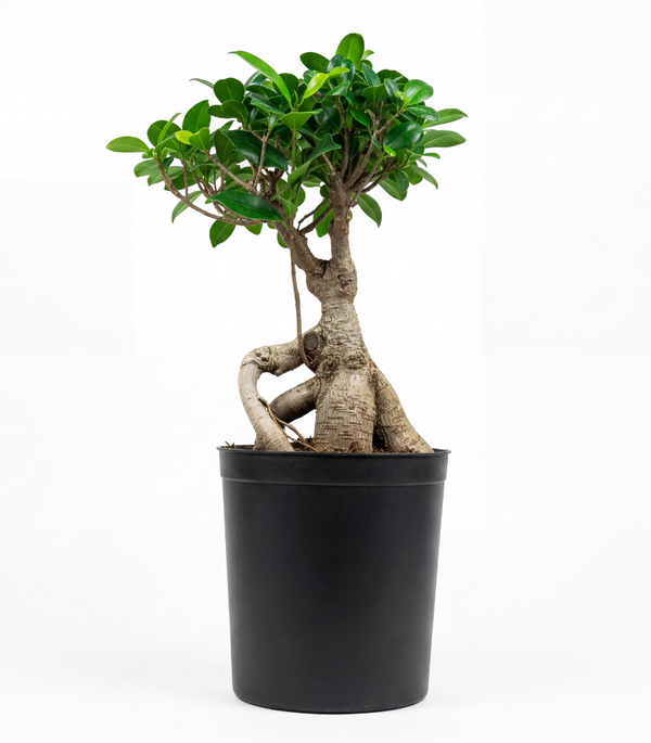 Grafted Roots S:18 cms H-40Cm