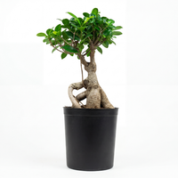 Grafted Roots H40CM