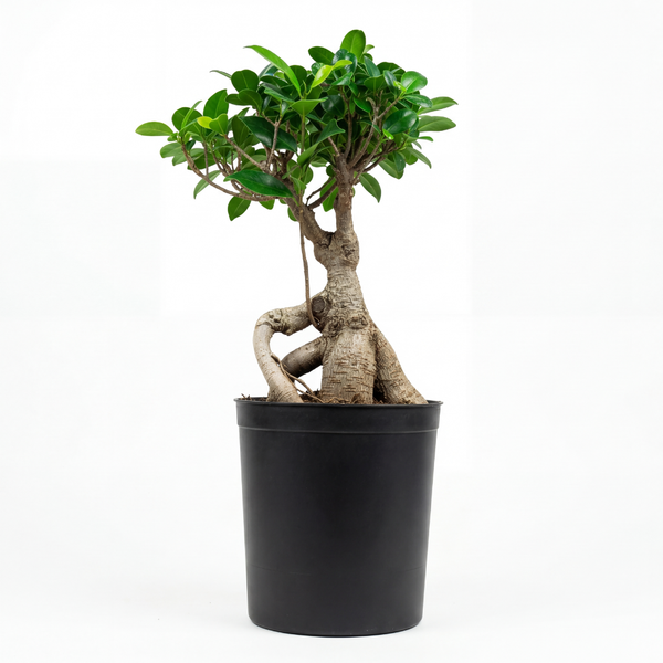 Grafted Roots H40CM