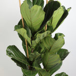 تطبيق Ficus Lyrata 2