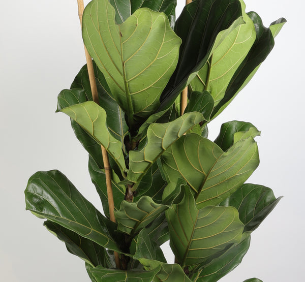 تطبيق Ficus Lyrata 2