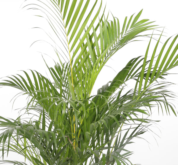 Areca Dypsis Lutescens ديبسي لوتيشينس