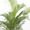 Areca Dypsis Lutescens ديبسي لوتيشينس