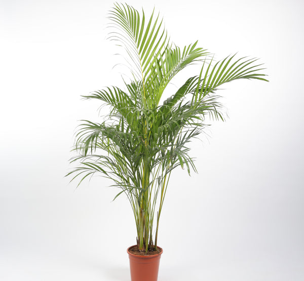 Areca Dypsis Lutescens ديبسي لوتيشينس