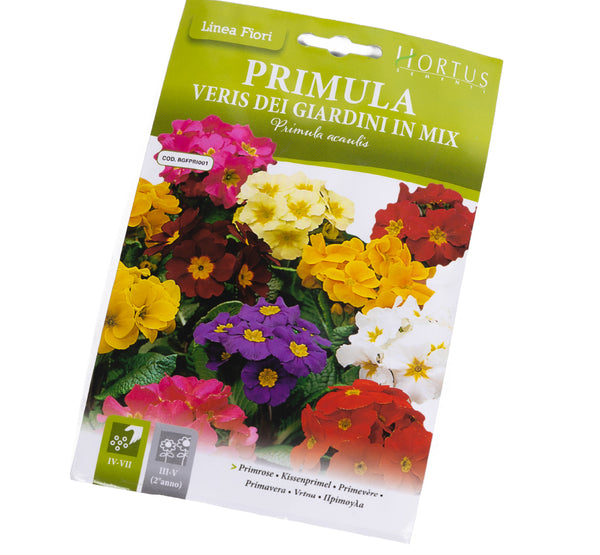 primula veris dei giardini in mix بذور خليط زهرة الربيع الحقلية للحدائق