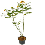 Senna Acacia اكاسيا سنا