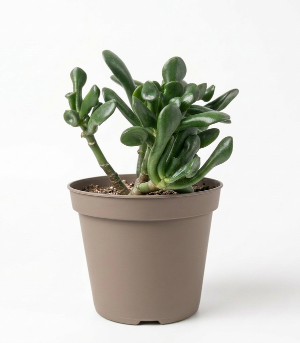 Crassula Ovata Magical