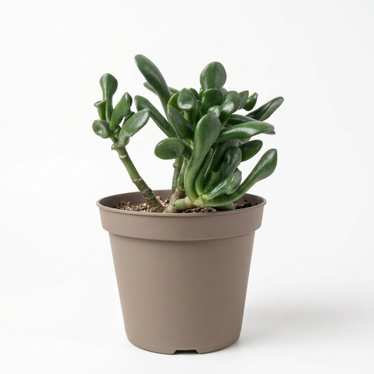 Crassula Ovata Magical