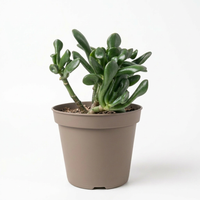 Crassula Ovata Magical