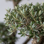 Olea Europaea Wire Plastic Bag
