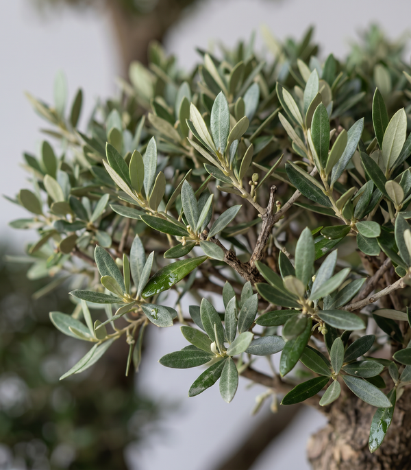 Olea Europaea Wire Plastic Bag