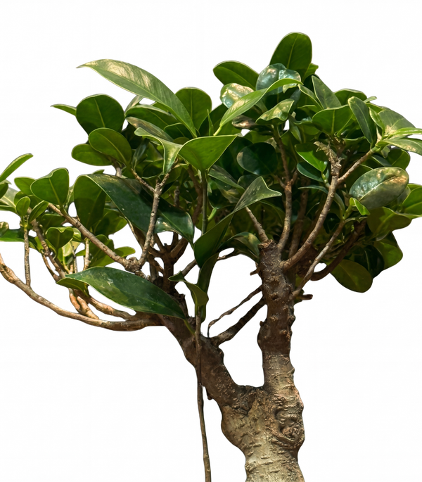 Grafted Roots S:18 cms H-40Cm