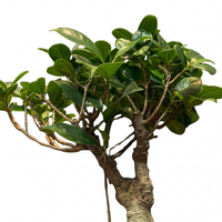 Grafted Roots H40CM