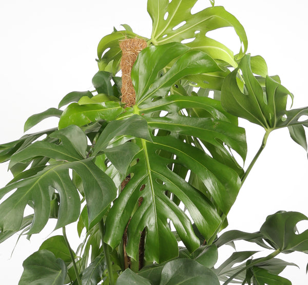 Monstera Pertusum مونستيرا بيرتوسوم