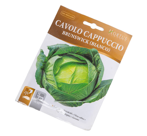 cavolo cappuccio بذور الملفوف