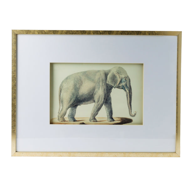 Elephant Pencil Drawings