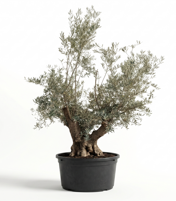 Olea Europaea Wire Plastic Bag