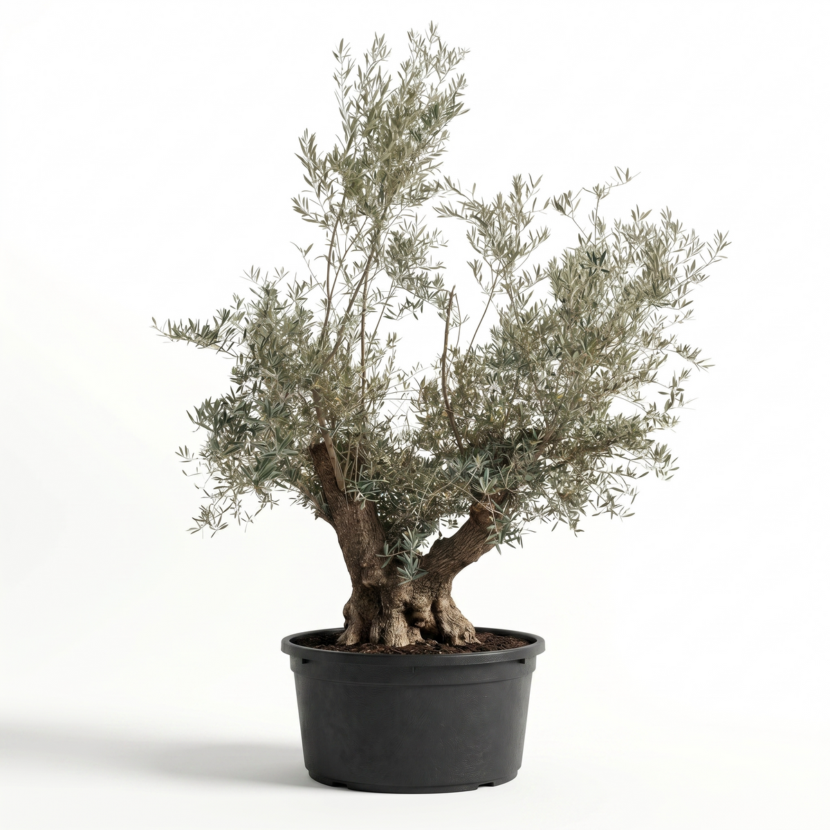 Olea Europaea Wire Plastic Bag"Pata"-225 cms pots & 02 mt