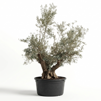 Olea Europaea Wire Plastic Bag"Pata"-225 cms pots & 02 mt