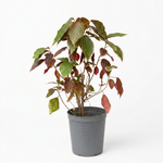 Acalypha Red - Shrub