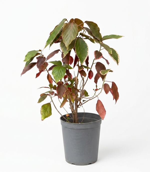 Acalypha Red - Shrub