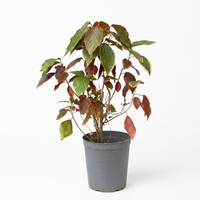 Acalypha Red - Shrub