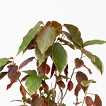 Acalypha Red - Shrub