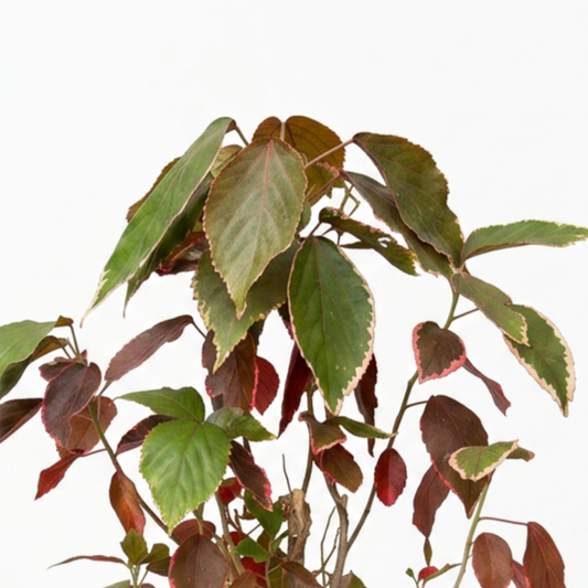Acalypha Red - Shrub