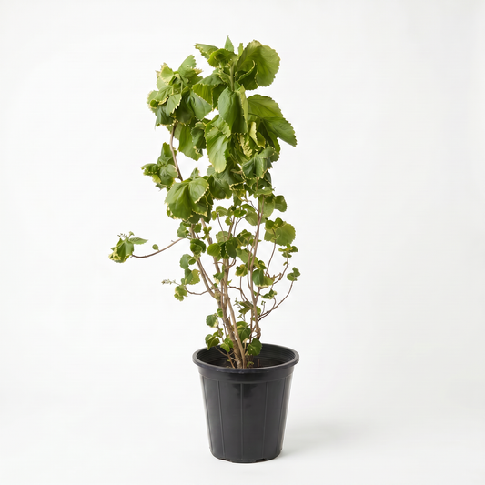 Achalypha Green 18 cms pots - 30 cms height